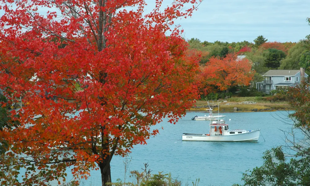 Red Fall tree with water and boat in the background